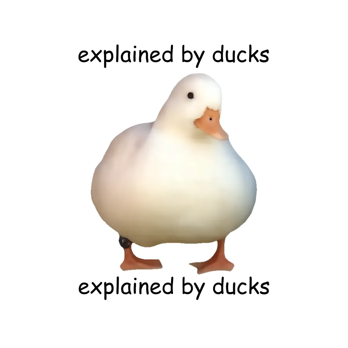 explained by ducks